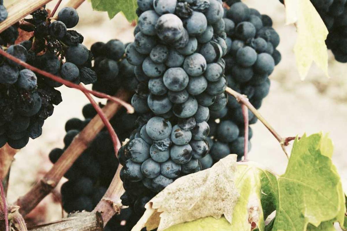 Mesothelioma and Treatment Centers: Choosing the Right Facility